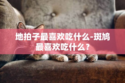 地拍子最喜歡吃什么-斑鳩最喜歡吃什么？