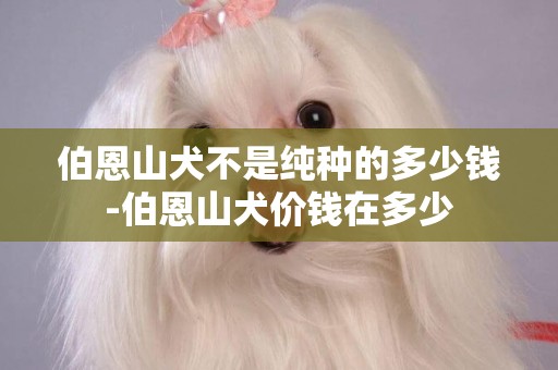 伯恩山犬不是純種的多少錢-伯恩山犬價錢在多少