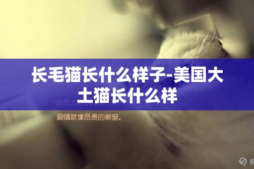 長毛貓長什么樣子-美國大土貓長什么樣
