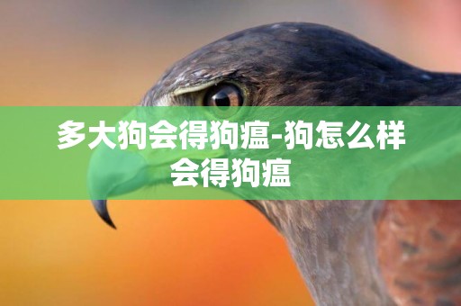 多大狗會得狗瘟-狗怎么樣會得狗瘟
