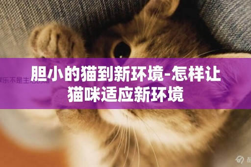 膽小的貓到新環境-怎樣讓貓咪適應新環境