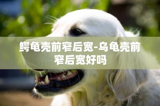 鱷龜殼前窄后寬-烏龜殼前窄后寬好嗎