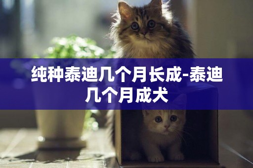 純種泰迪幾個月長成-泰迪幾個月成犬