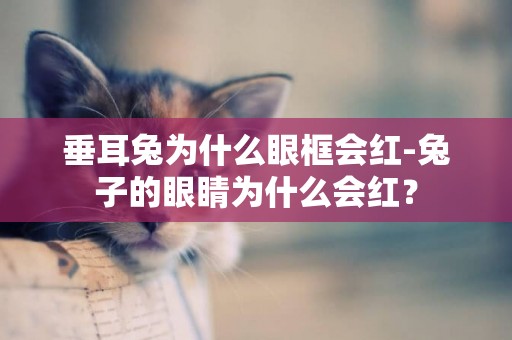 垂耳兔為什么眼框會紅-兔子的眼睛為什么會紅？