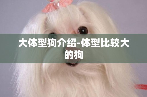 大體型狗介紹-體型比較大的狗