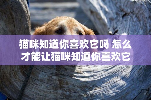 貓咪知道你喜歡它嗎 怎么才能讓貓咪知道你喜歡它