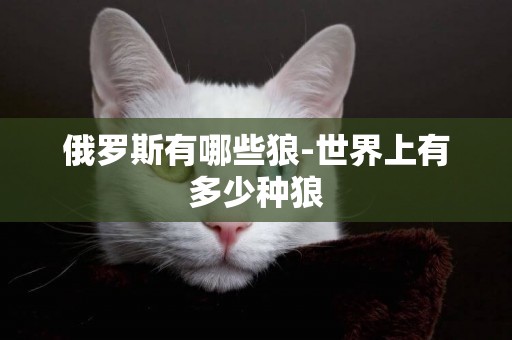 俄羅斯有哪些狼-世界上有多少種狼