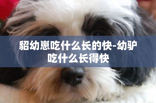 貂幼崽吃什么長的快-幼驢吃什么長得快