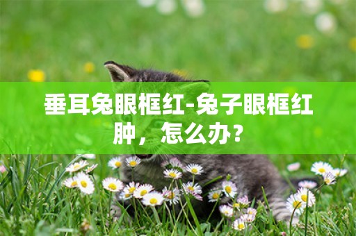 垂耳兔眼框紅-兔子眼框紅腫，怎么辦？