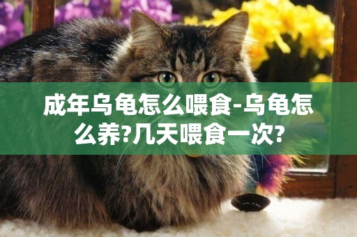 成年烏龜怎么喂食-烏龜怎么養?幾天喂食一次?