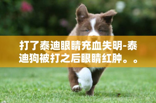 打了泰迪眼睛充血失明-泰迪狗被打之后眼睛紅腫。。