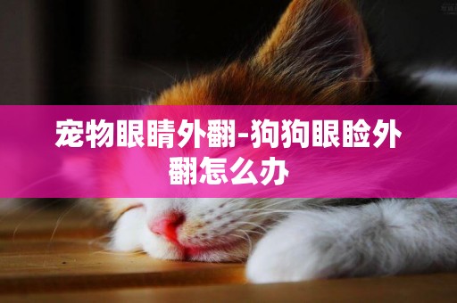 寵物眼睛外翻-狗狗眼瞼外翻怎么辦