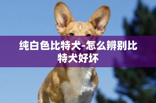 純白色比特犬-怎么辨別比特犬好壞