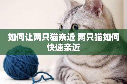 如何讓兩只貓親近 兩只貓如何快速親近
