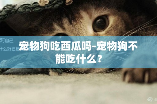 寵物狗吃西瓜嗎-寵物狗不能吃什么？