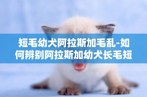 短毛幼犬阿拉斯加毛亂-如何辨別阿拉斯加幼犬長毛短毛