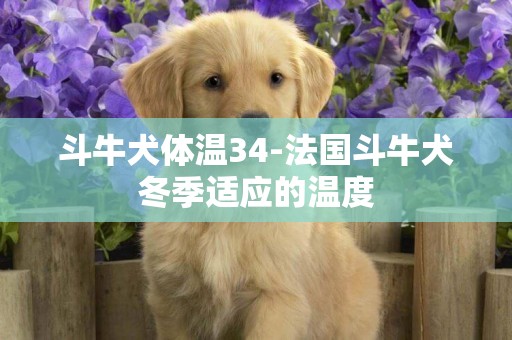 斗牛犬體溫34-法國斗牛犬冬季適應的溫度
