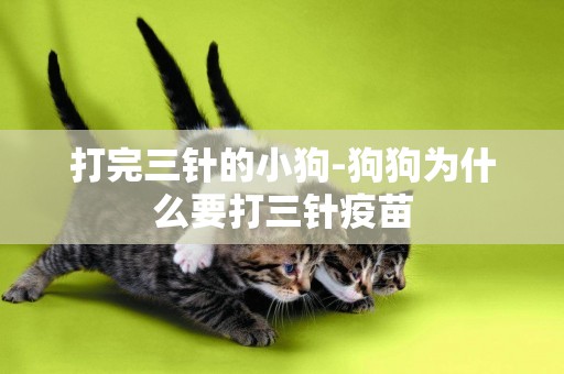 打完三針的小狗-狗狗為什么要打三針疫苗