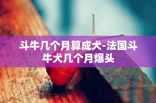 斗牛幾個月算成犬-法國斗牛犬幾個月爆頭