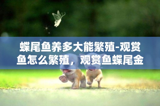 蝶尾魚養多大能繁殖-觀賞魚怎么繁殖，觀賞魚蝶尾金魚的繁殖技術