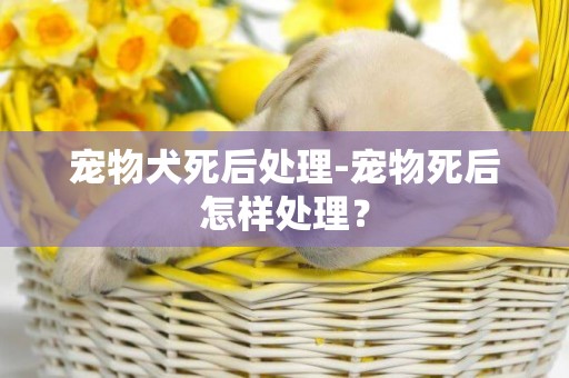 寵物犬死后處理-寵物死后怎樣處理？