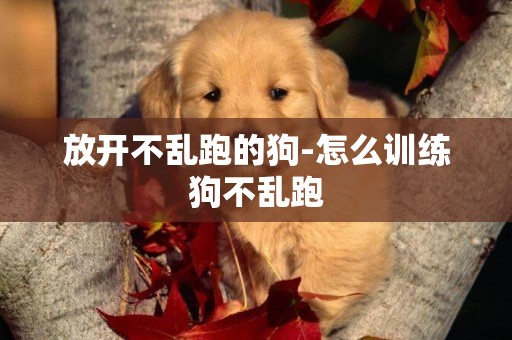 放開不亂跑的狗-怎么訓練狗不亂跑