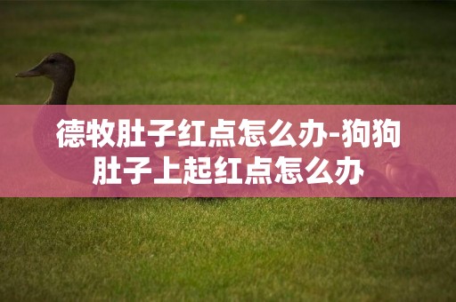 德牧肚子紅點怎么辦-狗狗肚子上起紅點怎么辦