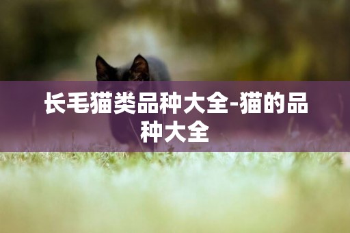 長毛貓類品種大全-貓的品種大全