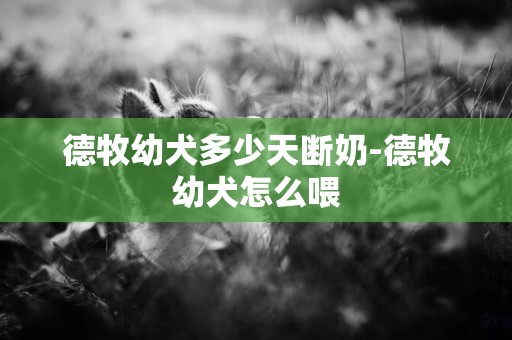 德牧幼犬多少天斷奶-德牧幼犬怎么喂