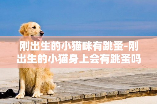 剛出生的小貓咪有跳蚤-剛出生的小貓身上會有跳蚤嗎？