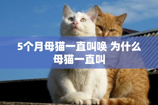 5個月母貓一直叫喚 為什么母貓一直叫