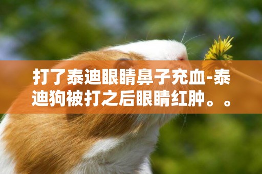 打了泰迪眼睛鼻子充血-泰迪狗被打之后眼睛紅腫。。
