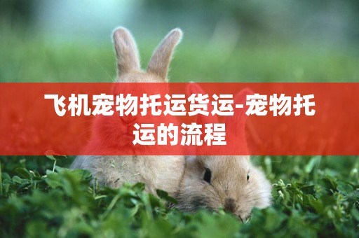 飛機寵物托運貨運-寵物托運的流程