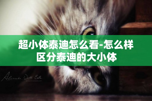 超小體泰迪怎么看-怎么樣區分泰迪的大小體