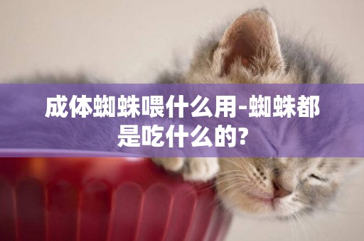成體蜘蛛喂什么用-蜘蛛都是吃什么的?