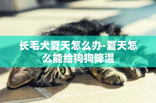 長毛犬夏天怎么辦-夏天怎么能給狗狗降溫