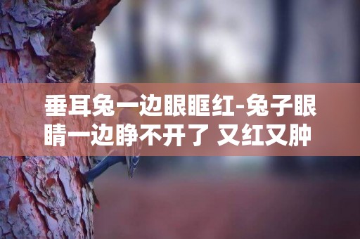 垂耳兔一邊眼眶紅-兔子眼睛一邊睜不開了 又紅又腫 請問該怎么辦