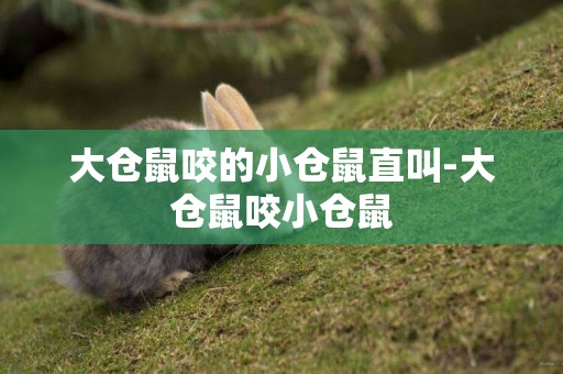 大倉鼠咬的小倉鼠直叫-大倉鼠咬小倉鼠