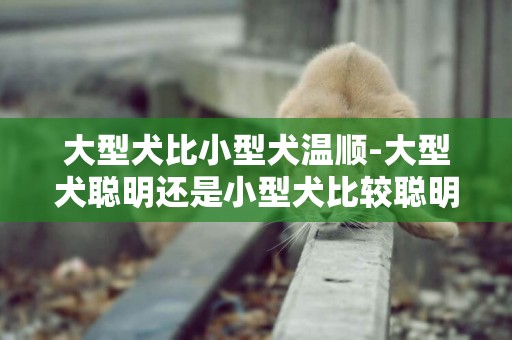 大型犬比小型犬溫順-大型犬聰明還是小型犬比較聰明