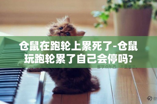 倉鼠在跑輪上累死了-倉鼠玩跑輪累了自己會停嗎?