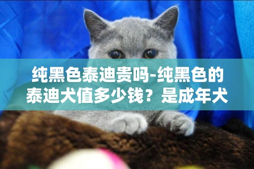 純黑色泰迪貴嗎-純黑色的泰迪犬值多少錢？是成年犬