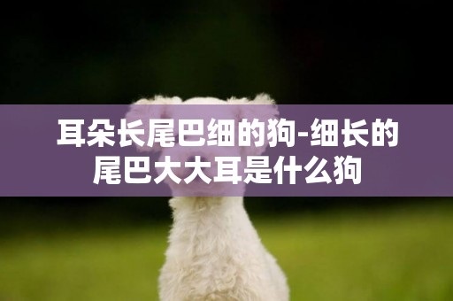 耳朵長尾巴細的狗-細長的尾巴大大耳是什么狗