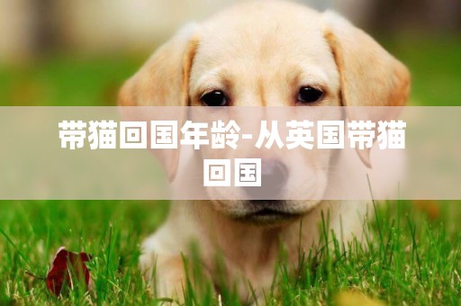 帶貓回國年齡-從英國帶貓回國