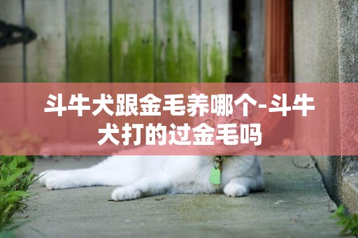 斗牛犬跟金毛養哪個-斗牛犬打的過金毛嗎