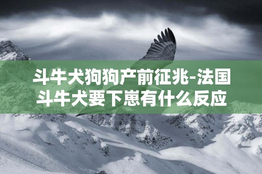 斗牛犬狗狗產前征兆-法國斗牛犬要下崽有什么反應
