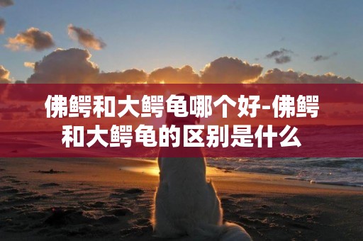 佛鱷和大鱷龜哪個好-佛鱷和大鱷龜的區別是什么