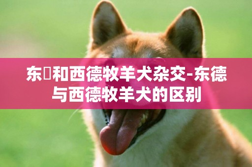 東徳和西德牧羊犬雜交-東德與西德牧羊犬的區別