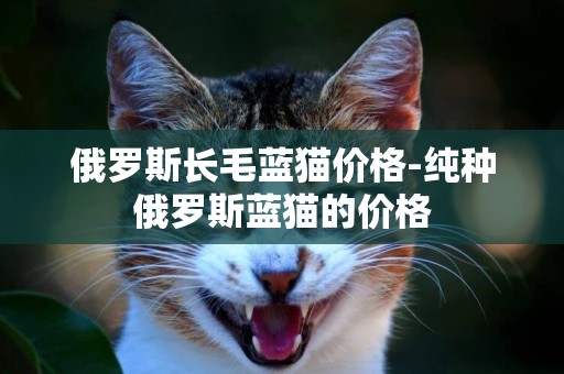 俄羅斯長毛藍貓價格-純種俄羅斯藍貓的價格