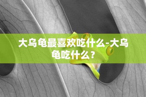 大烏龜最喜歡吃什么-大烏龜吃什么？