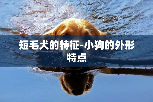 短毛犬的特征-小狗的外形特點